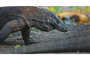 Komodo dragon walking in Komodo, an Animal Photo by Goinyk