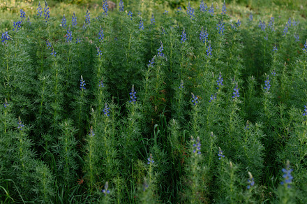 Blue lupine flower