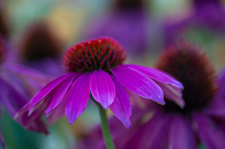 Floral background: echinacea