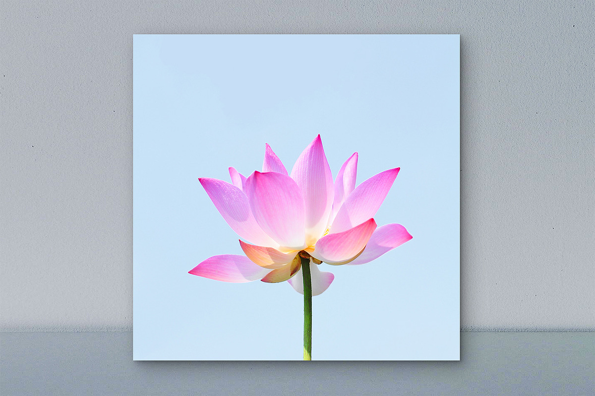 Pink Lotus Flower Wall Art, a Wallpaper Photo by VietArtworks (Photo 1 of 6)