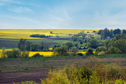 Spring countryside view with rapeseed yellow blooming fields, gr, a Nature Photo by YuriyB