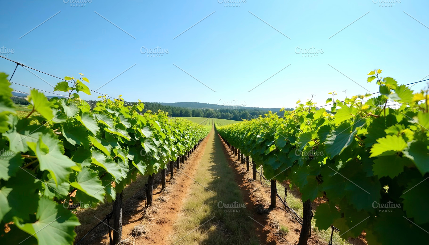 Vineyard Landscape With Rows Of Gree, a Photo by LOGOCREATIVE