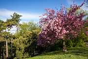 Japanese cherry blossom in spring, a Nature Photo by GoodGoods (Thumbnail 14 of 20)