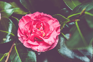 Dew Drop on Pink Rose