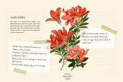 Botanicale | Handwritten Font, a Handwritten Font by type peace (Thumbnail 2 of 18)