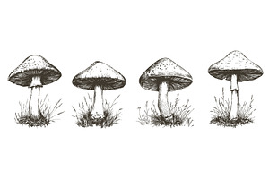 Sketch mushrooms. Engraving style, a Food Illustration by Valerie Bodnar
