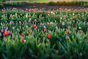 Colorful tulips in field, a Nature Photo by Ana Dee Photography (Thumbnail 1 of 2)