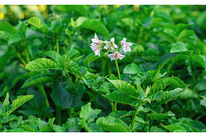 Potatoes growing in the garden, a Nature Photo by yanadjana