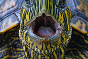 236 surprised animals, an Animal Photo by Handmadefont (Thumbnail 217 of 241)