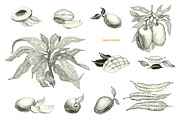 Мango Vector Collection, an Illustration by Lubov Illustrations Shop (Thumbnail 2 of 7)
