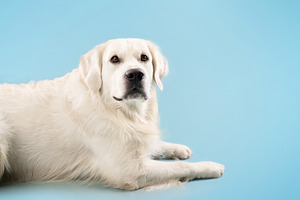 Portrait of golden retriever dog looking at camera, lying on floor, isolated on, a Photo by Prostock-Studio