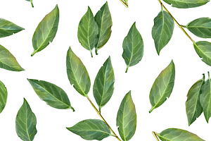 Seamless Laurel Leaves Pattern