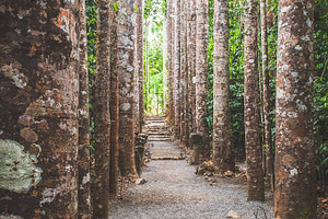Tall Trees Forming a Path