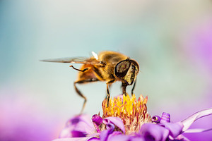 Eristalis tenax is a hoverfly, also, an Animal Photo by AlexBush
