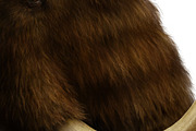 28 Realistic FUR Photoshop Brushes, a Brush Add-On by Eldar Zakirov's (Thumbnail 5 of 11)
