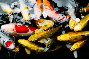 Koi carp in the pond featuring animal, aquarium, and aquatic