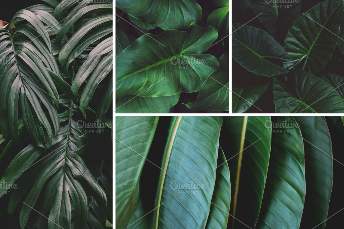 Tropical Leaves Bundle, a Nature Photo by René Jordaan Photography (Photo 3 of 6)