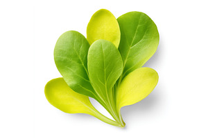 Endive microgreens, a super food, a Food & Drink Photo by ZinetroN