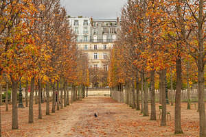 Symmetrical autumn tree alley in Tuileries Garden with historic, a Photo by Pictures for you!!!!!!!!!