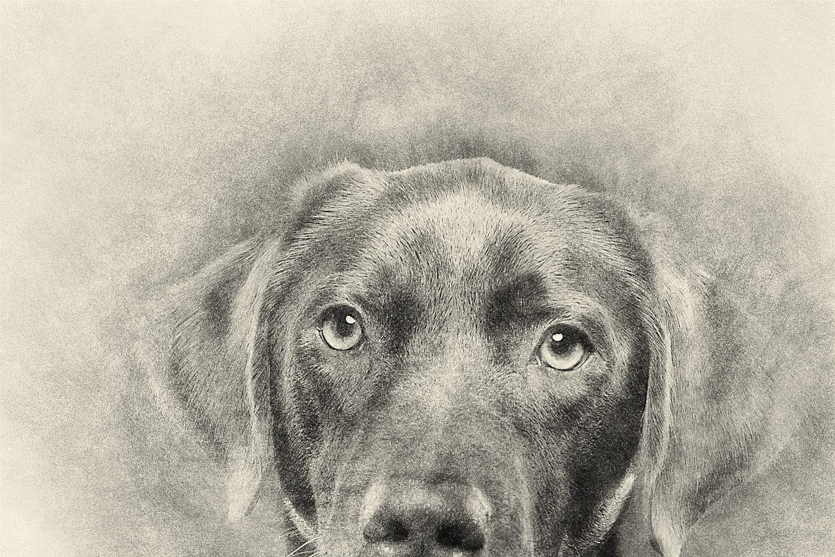 Sketch Photoshop Action, an Action Add-On by Sevenstyles (Photo 21 of 22)
