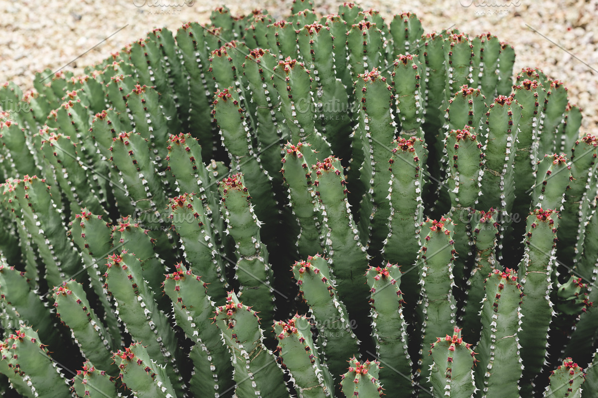 Wild Desert Cacti Bundle, a Nature Photo by HG Photography (Photo 2 of 7)