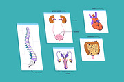Male body anatomy, internal organs, a Healthcare Illustration by PaperTrident (Thumbnail 2 of 4)