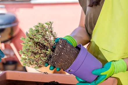 Home gardening. Hands with gloves planted a flowers in a pot., a Person Photo by RF Images