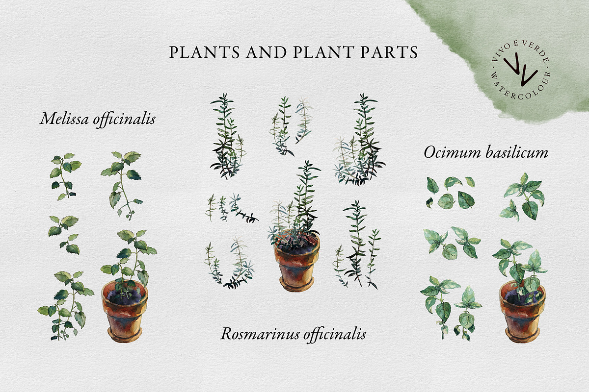 3 herbs in flowerpots watercolour, an Illustration by vivo e verde (Photo 5 of 11)