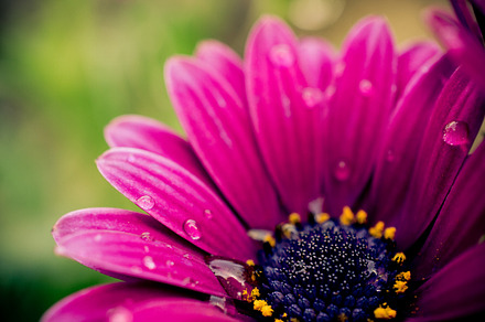 Purple flower stock photo containing purple and flower, a Nature Photo by Athina Vassiliou