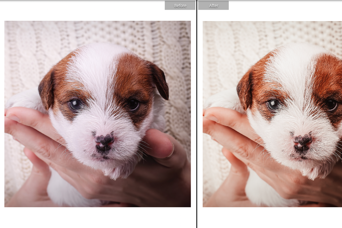 FURRY FRIENDS MOBILE PRESET, a Preset Add-On by Fltrr Lightroom Presets (Photo 4 of 8)