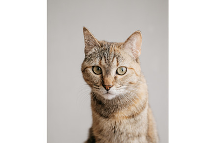 Portrait of a serious domestic cat