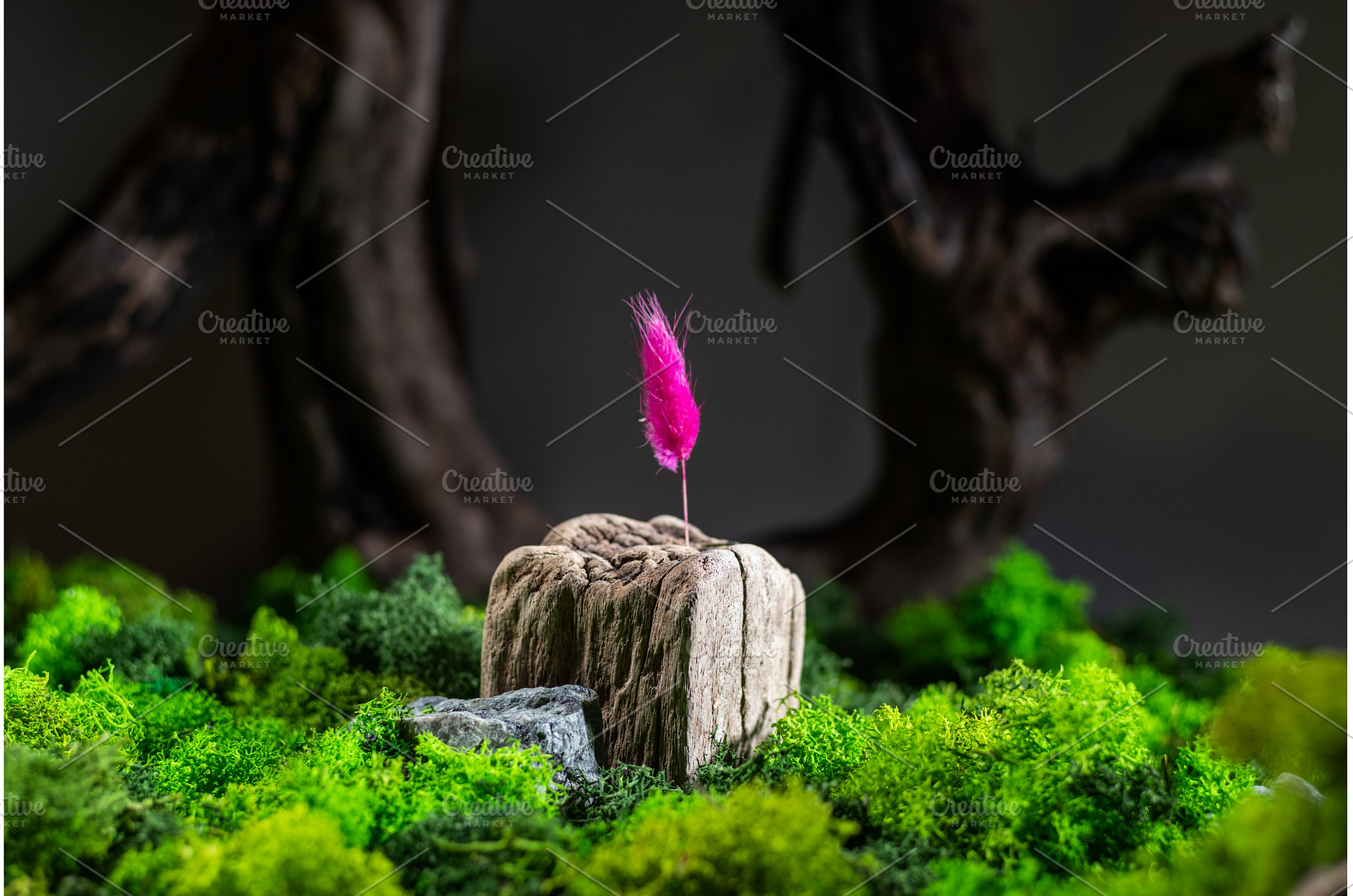 A small lonely plant in a stump. A, a Nature Photo by Stockphoto by vzwer