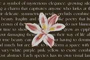 Bildan Modern Ligature Serif, a Serif Font by Alfinart (Thumbnail 5 of 10)