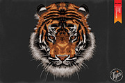 FIGHTER - Tiger vector illustration, an Animal Illustration by Artistic & Unique (Thumbnail 2 of 17)