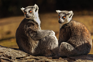 Pair of lemurs with intense gazes on, an Animal Photo by Perpis