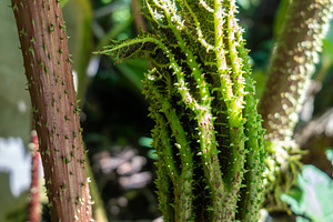 Young spiky gunnera leaf unfurling in a lush green environment, a Nature Photo by GoodGoods