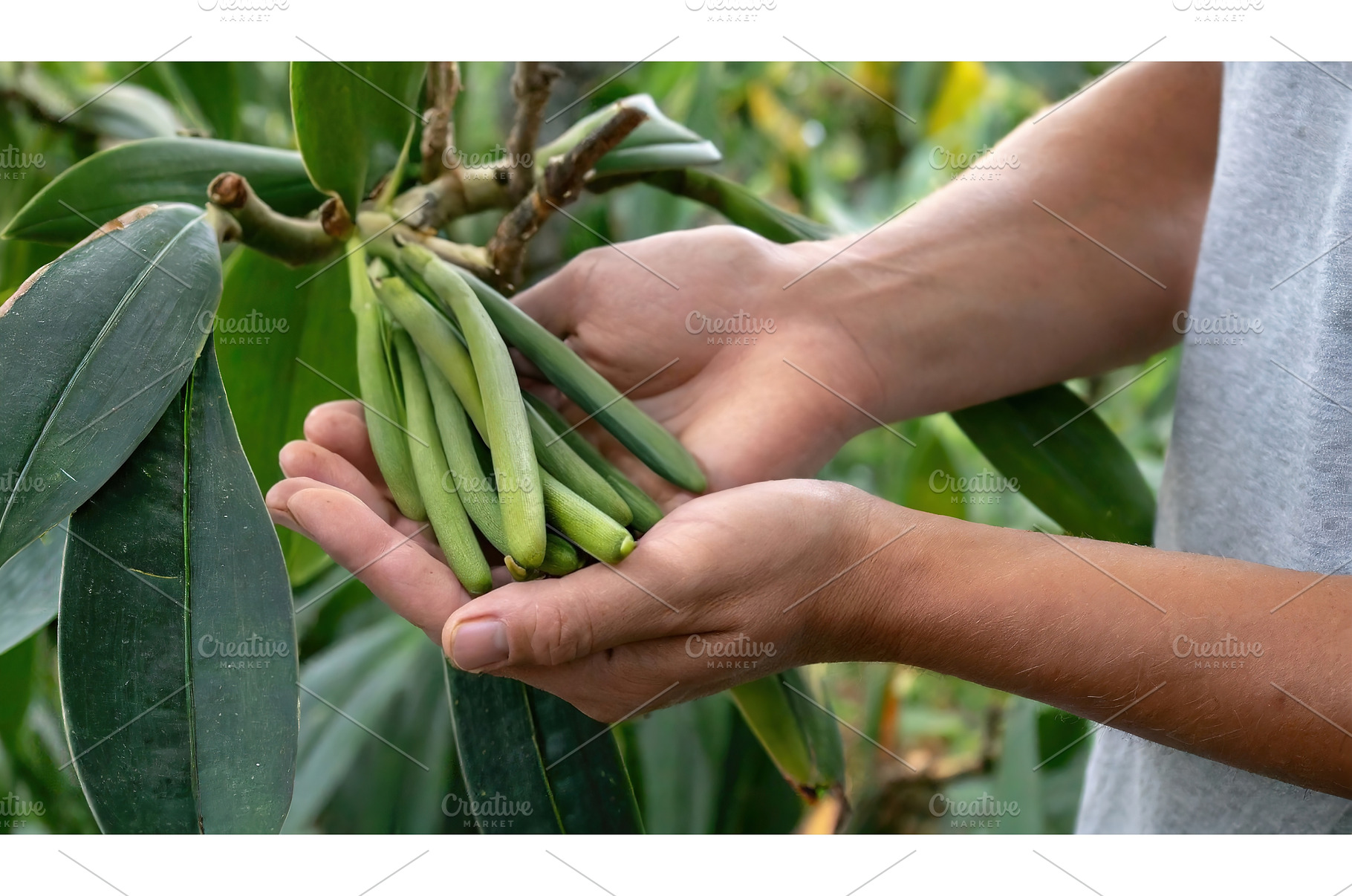 A pair of hands holding a bunch of, a Nature Photo by Igor Tichonow