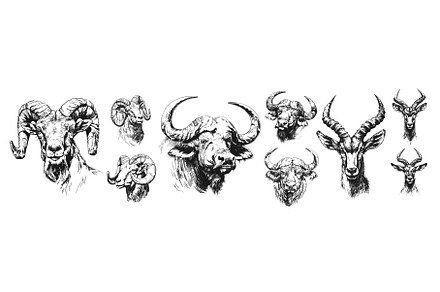 Horned animals pencil sketch avatars, an Animal Illustration by Stock-Smart-Start