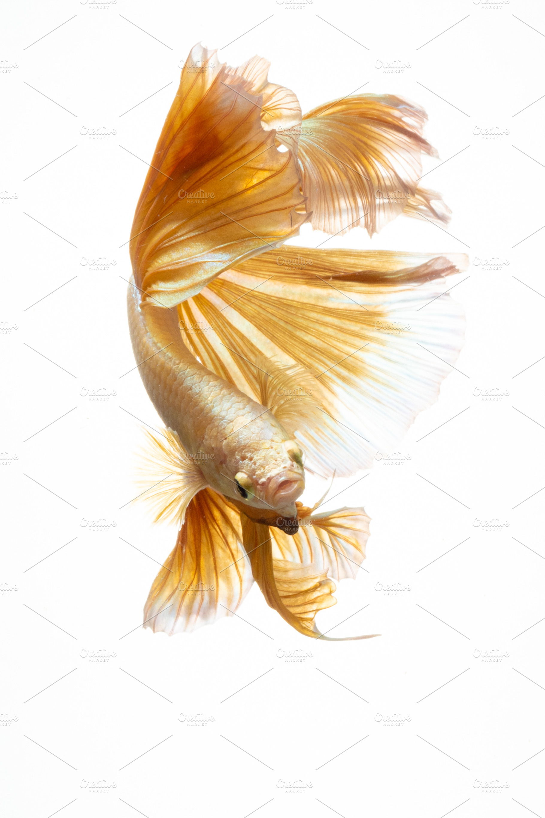 Yellow gold color of siamese fightin stock photo containing thailand and, an Animal Photo by coffeelover