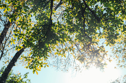 bright green trees and leaves in spring, a Nature Photo by Art Rachen