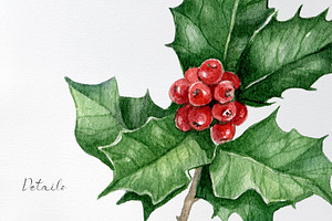 Watercolor Holly Leaves Clipart