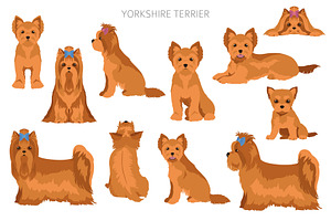 Yorkshire Terrier Clipart