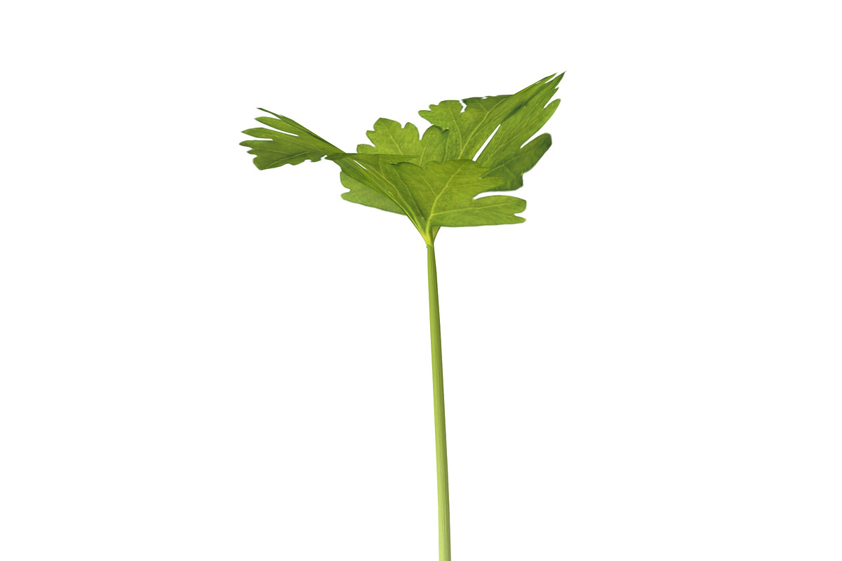 Celery, an Environmental 3D Model by AndrewWhite (Photo 3 of 9)