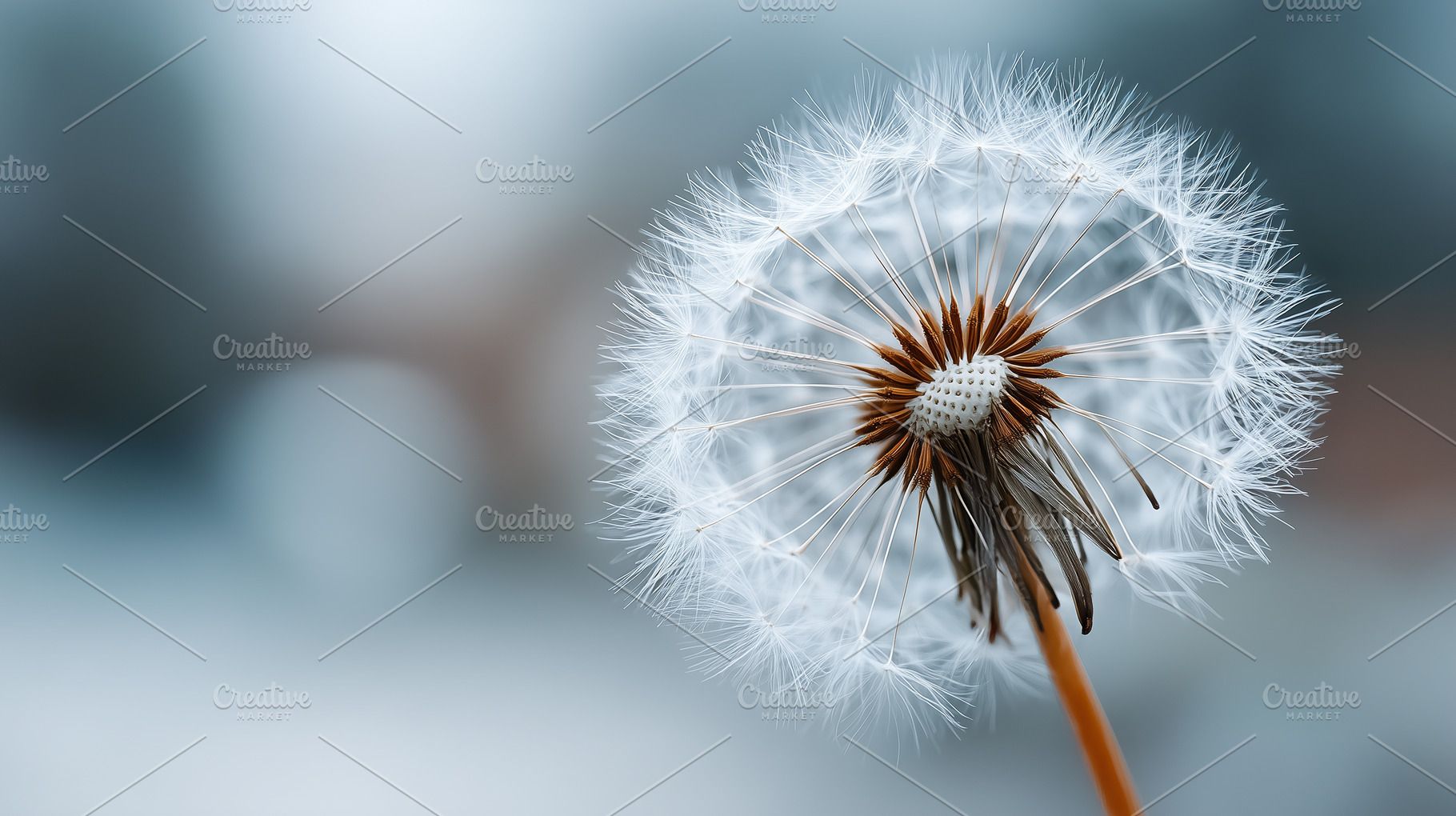Dandelion seed head with soft focus, a Nature Photo by MistyDay