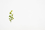 Modern Mockup, Clean Mockups, a Background Photo by BlueBooks (Thumbnail 7 of 14)