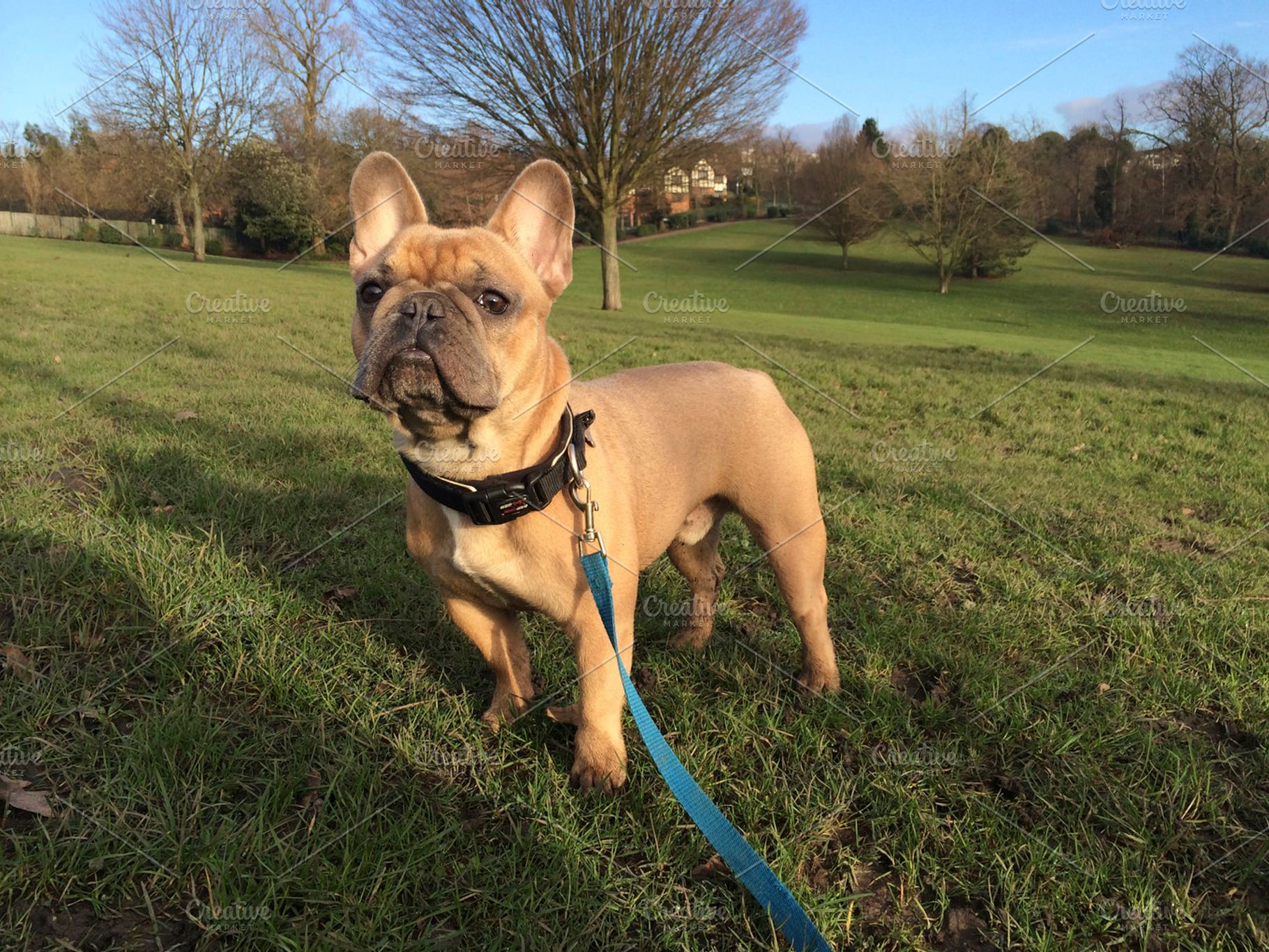 Fawn French Bulldog