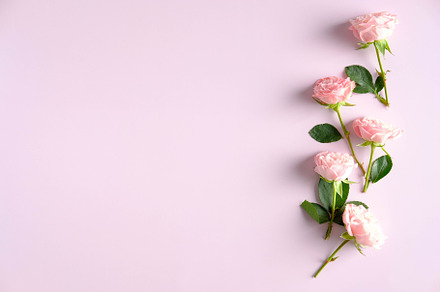 Rose flowers on pink background, a Holiday Photo by photoguns