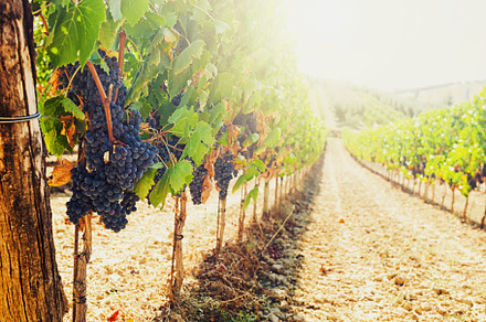 Ripe grapes hanging from vines in Tuscany vineyard at sunset
