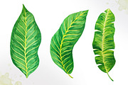 Tropical leaves. Watercolor vector., an Illustration by AlexGreenArt (Thumbnail 5 of 5)