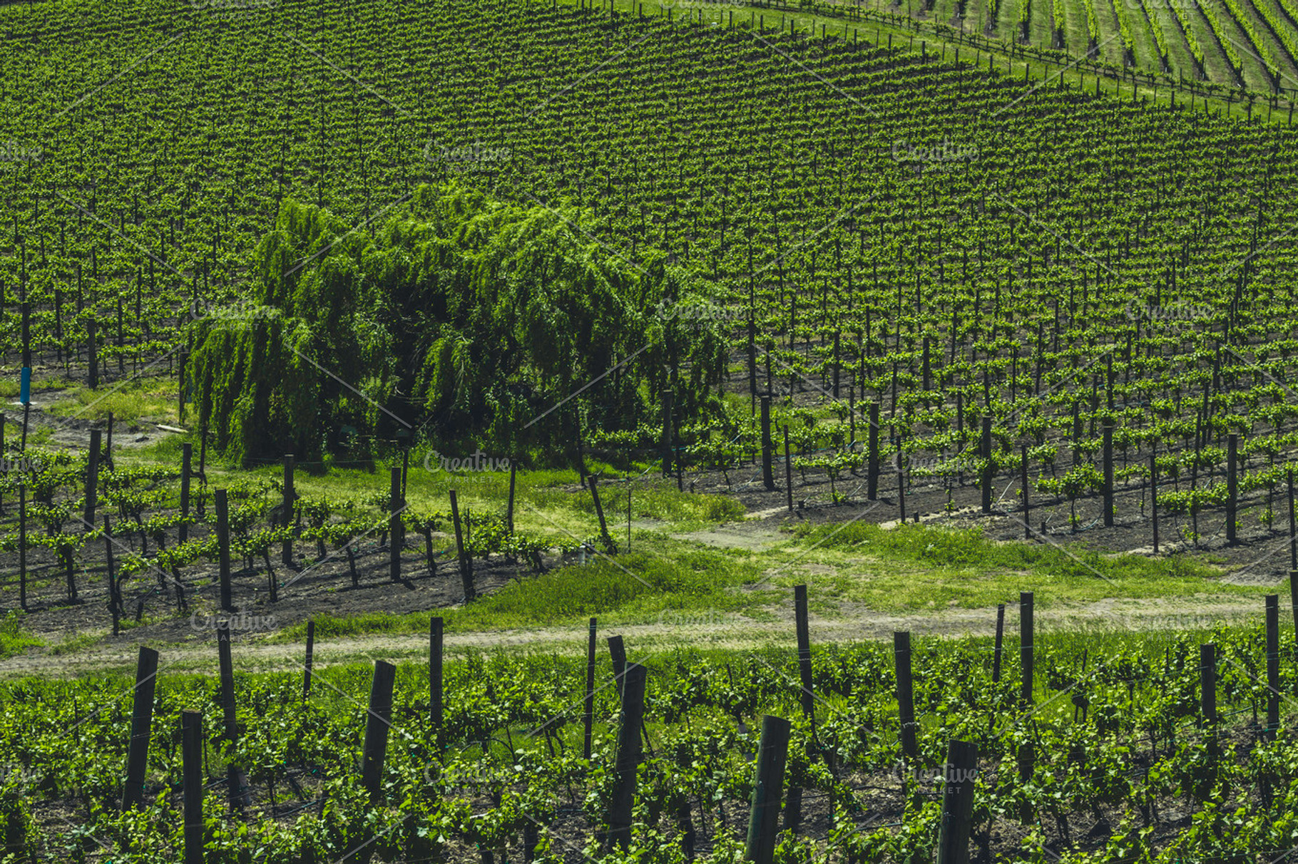 Vineyards Of Napa Valley 6 Stock Photo Containing Vineyards And Vine